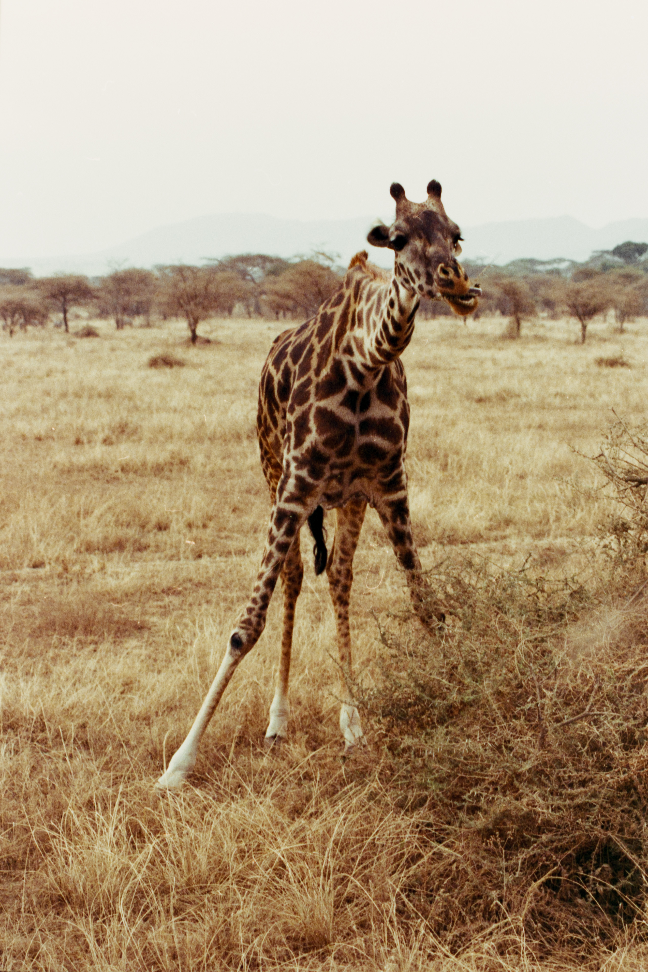 Interrupted Breakfast